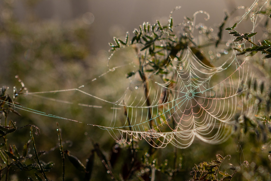 RAINBOW CAUGHT IN A SPIDERWEB