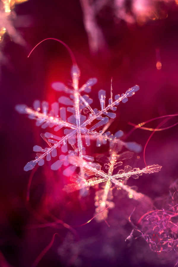 ROSES & VIOLETS - SNOW CRYSTALS